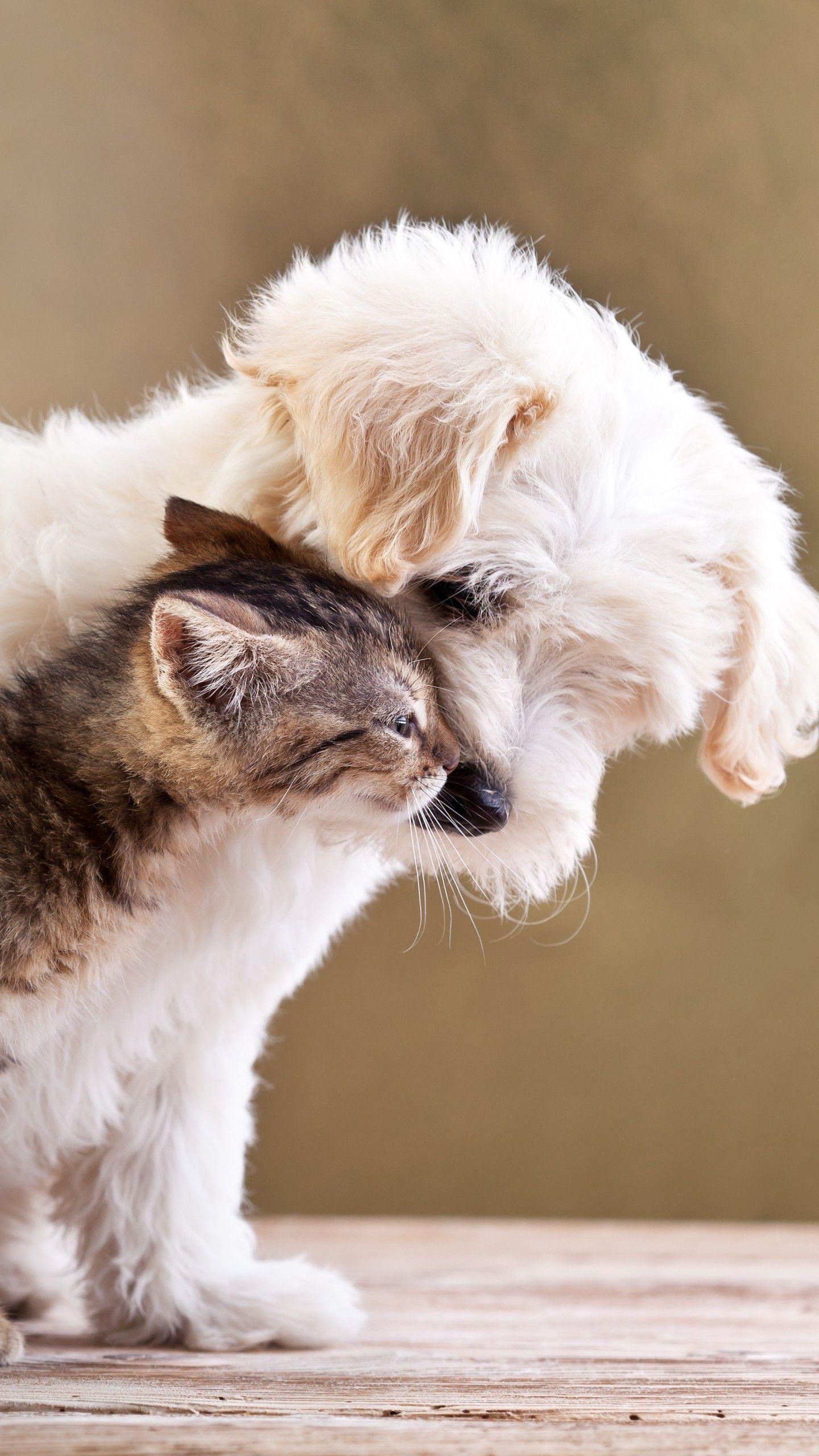 1440x2560 Cute Puppies and Kittens Wallpaper .line.
