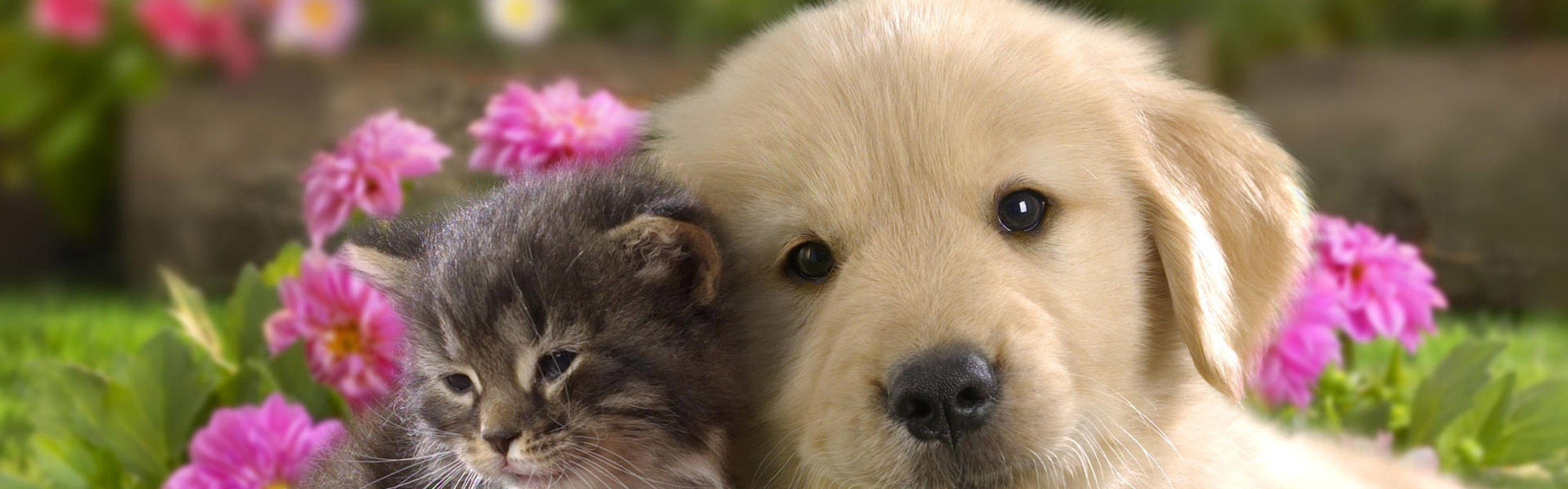 3840x1200 Cute Puppy And Kittenwallpaper