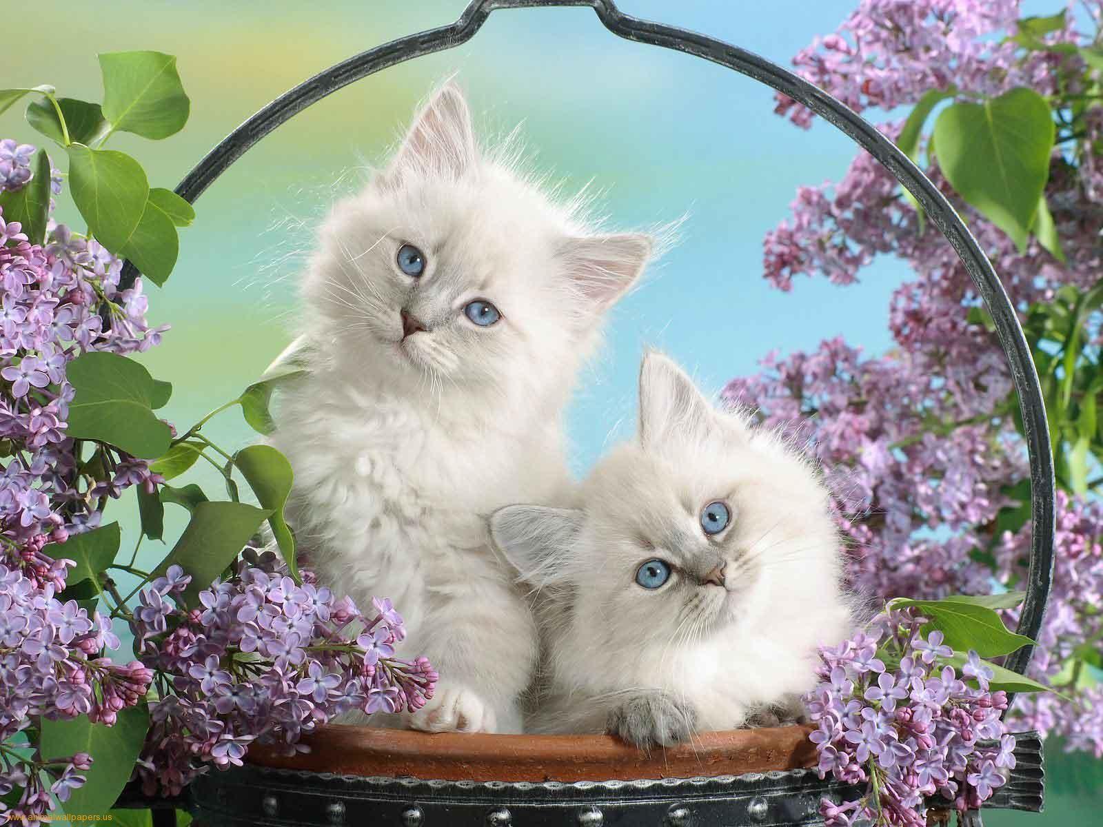1600x1200 Basket of Kittens Wallpaper on .wallpaper.dog