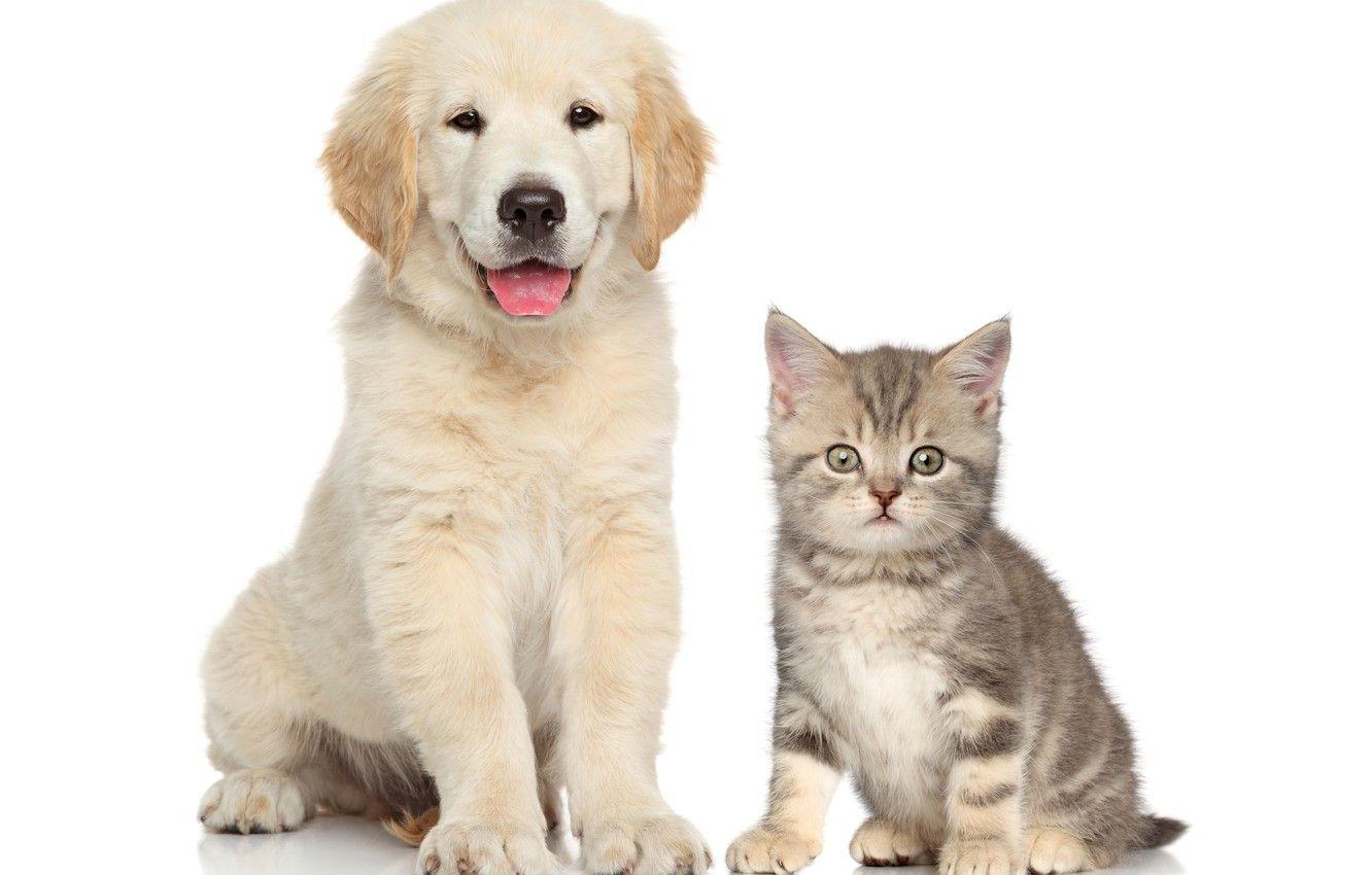 1332x850 friends, puppy, Retriever, kittens .