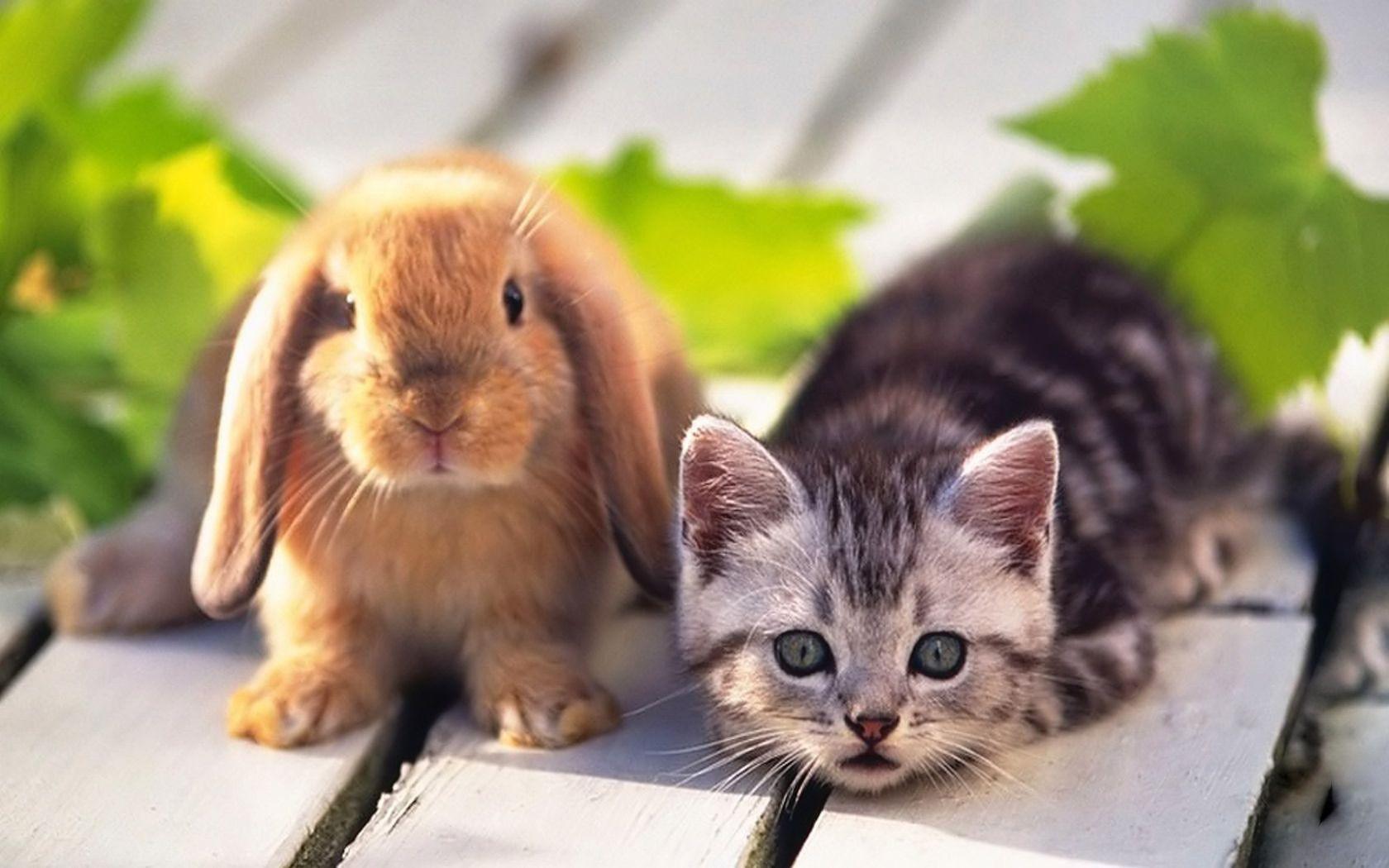 1680x1050 Puppy And Rabbit Wallpaper on .