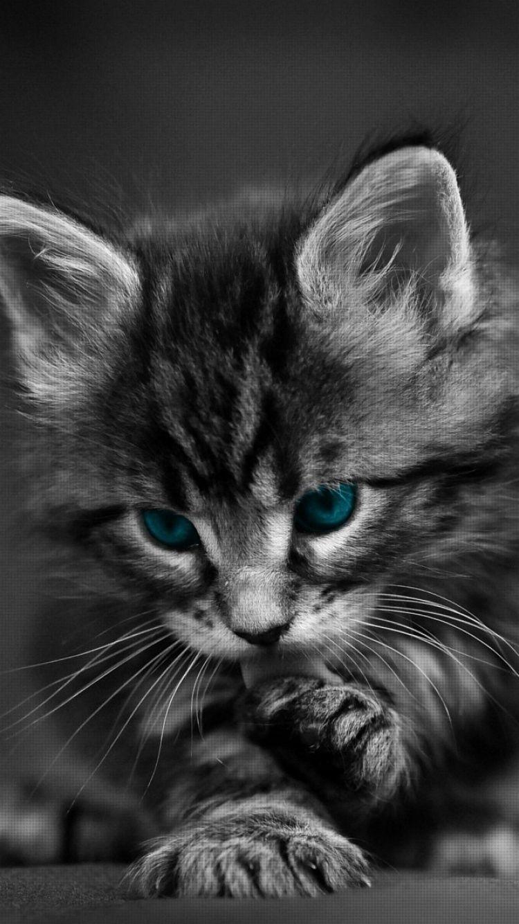 35 Gambar Wallpapers Hd Black and White Cat terbaru 2020