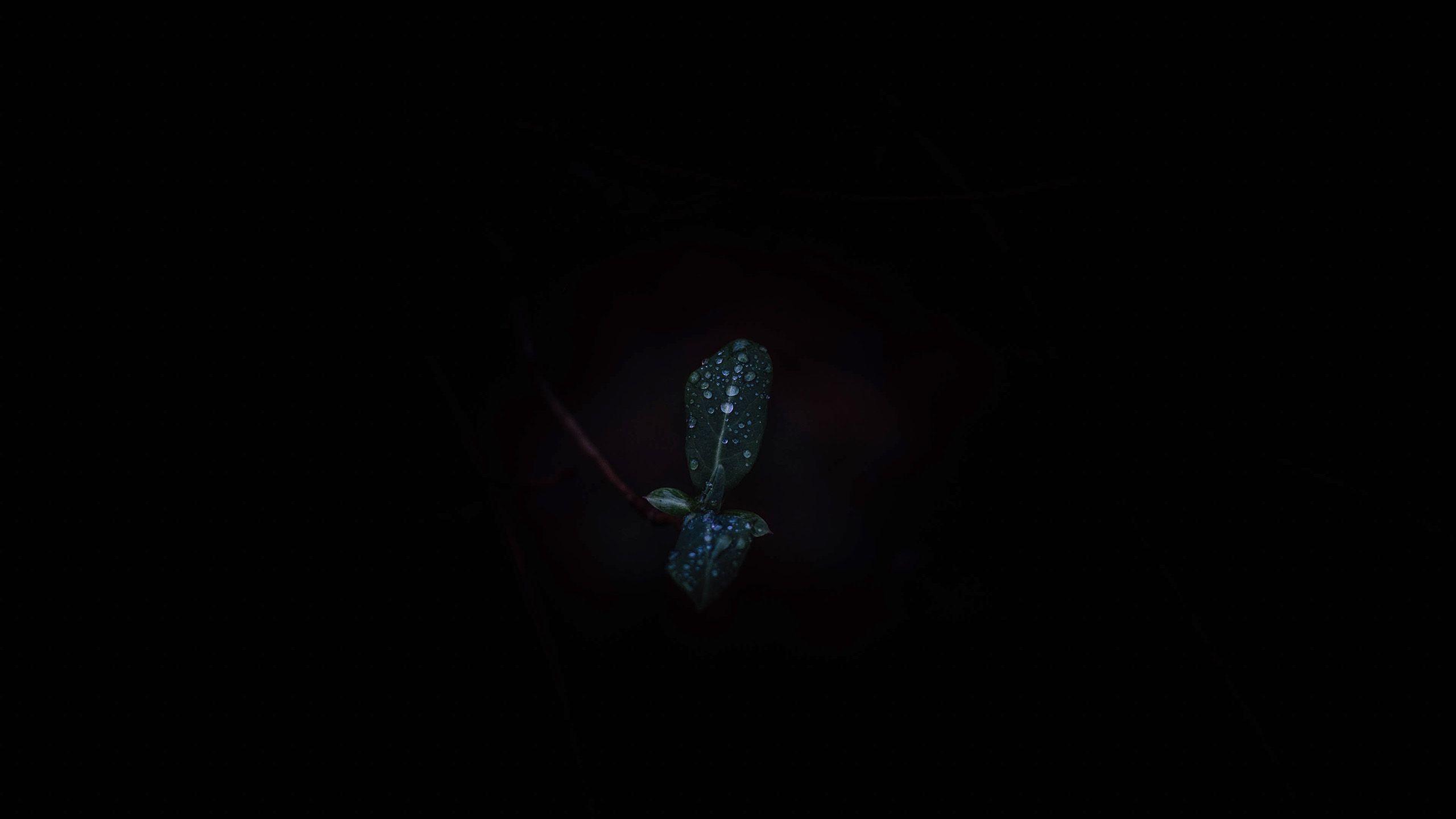 2560x1440 Black Laptop Wallpaper