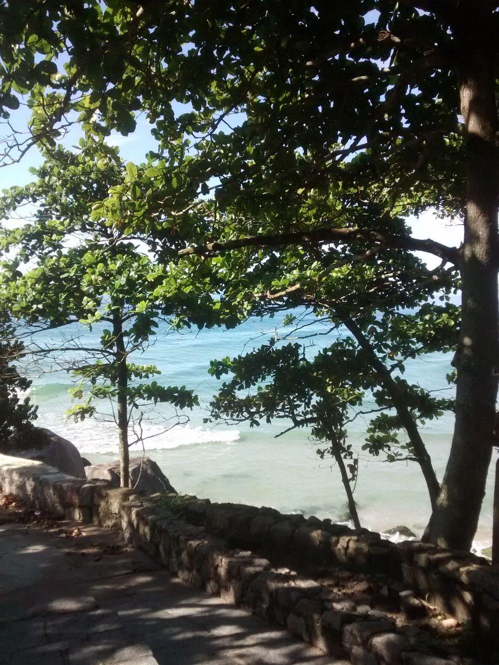1000x1333 Jungle Beach Picture. Download Free .com