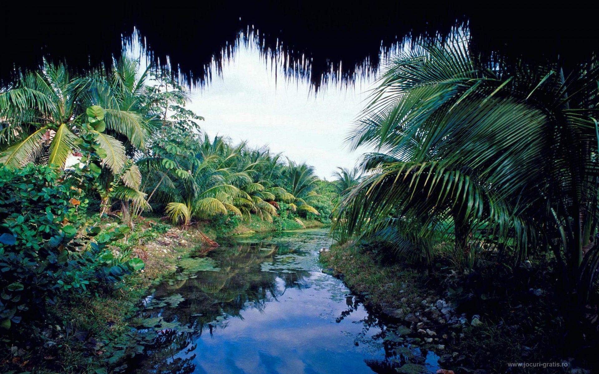 1920x1200 Jungle