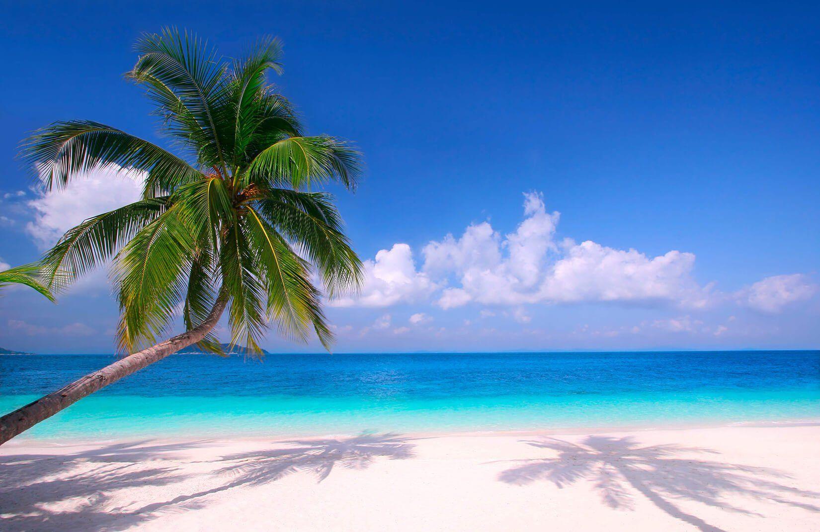 Jungle Beach Wallpapers - Top Free Jungle Beach Backgrounds