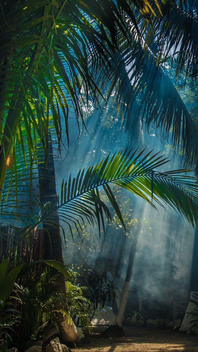 Jungle Beach Wallpapers Top Free Jungle Beach Backgrounds