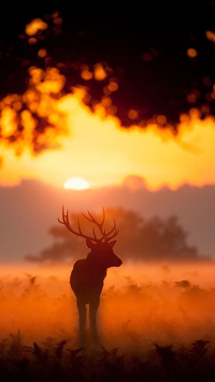 750x1334 Elk animals iPhone 7 Wallpaper. Deer .com