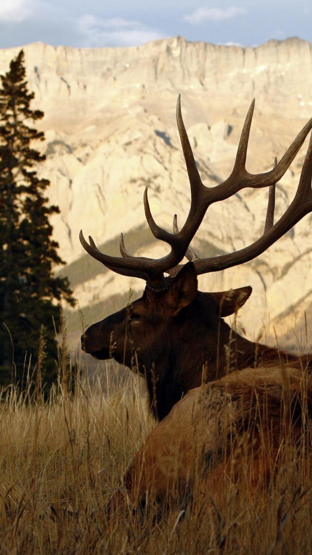 1080x1920 iPhone Bull Elk