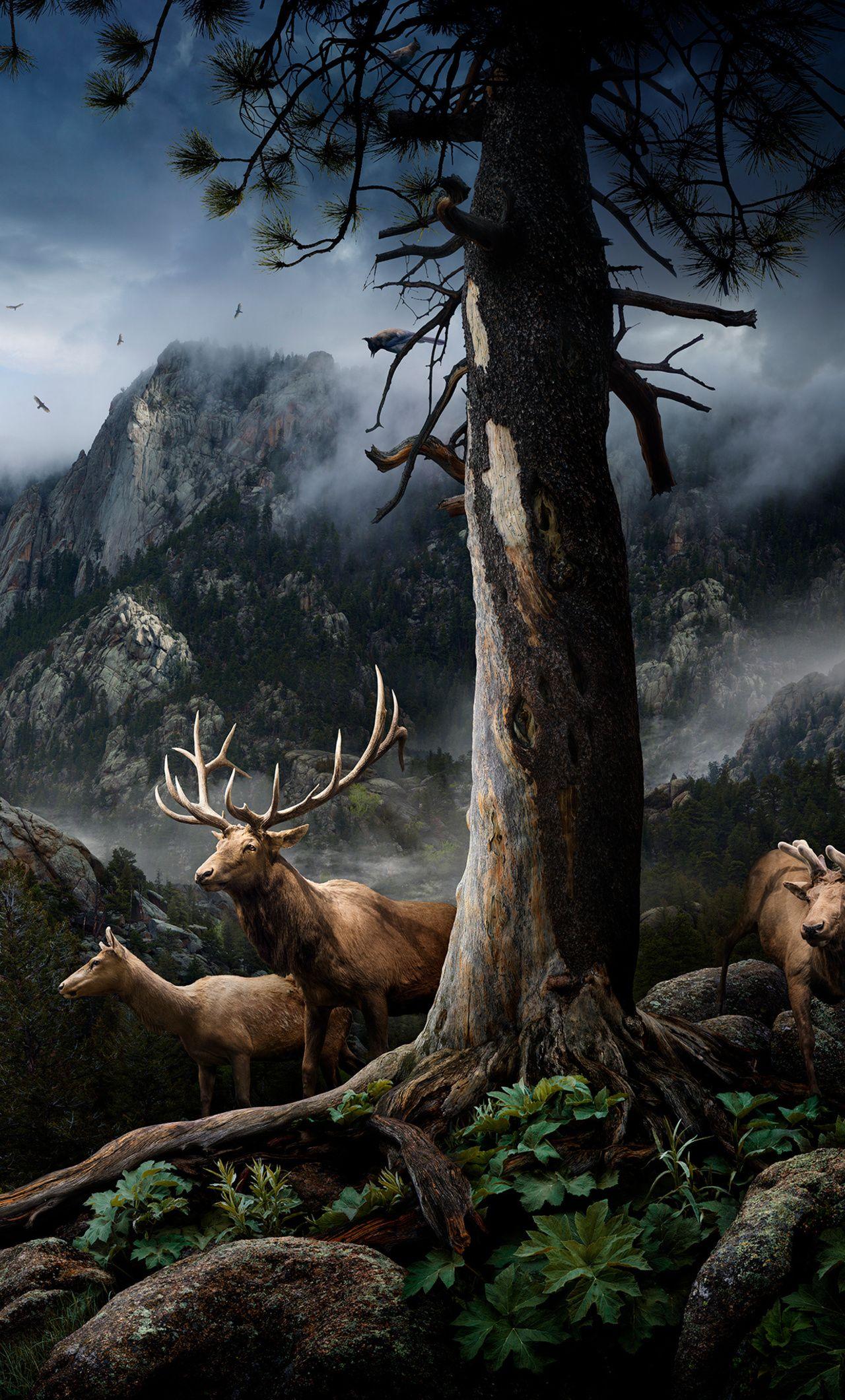 1280x2120 Elk Forest Landscape .