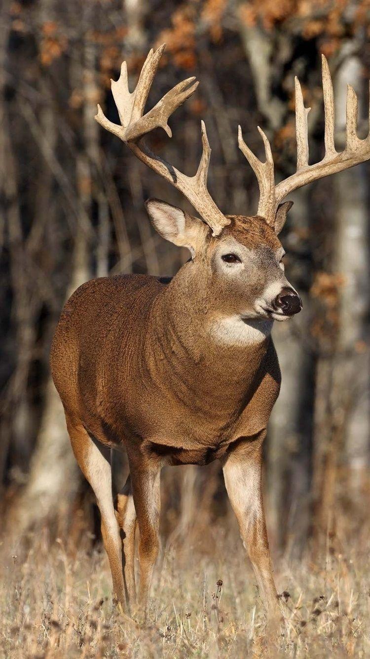 750x1334 Autumn, Animals, Elk, Deer Horns, Grass .best