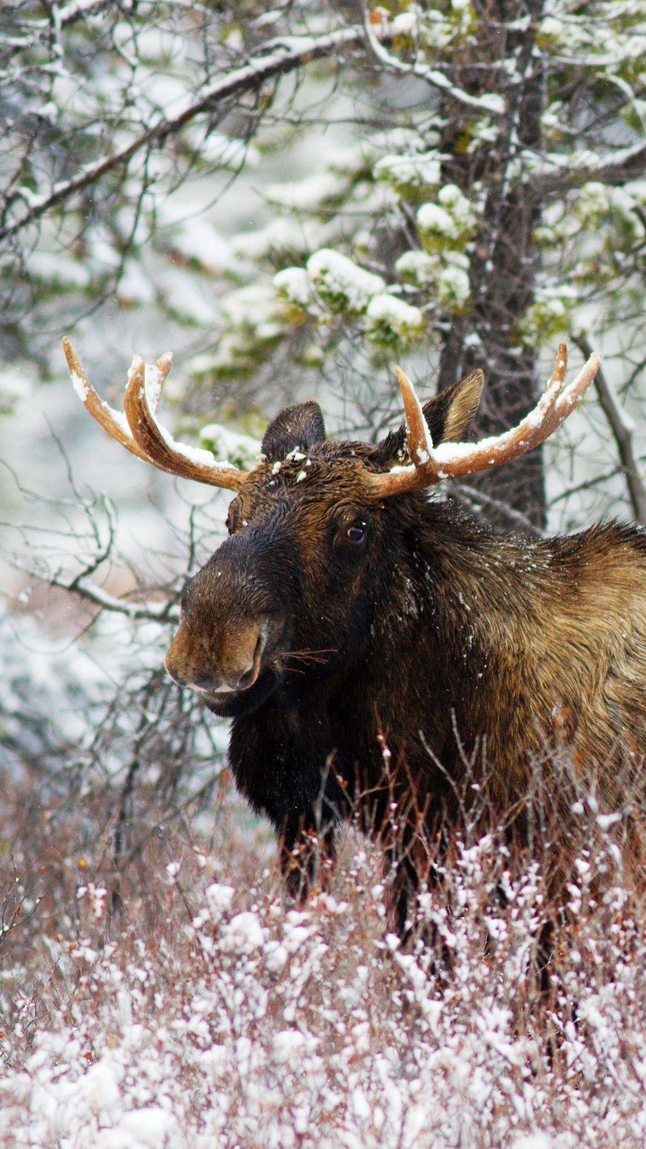938x1668 wallpaper 938x1668 elk, grass, old .
