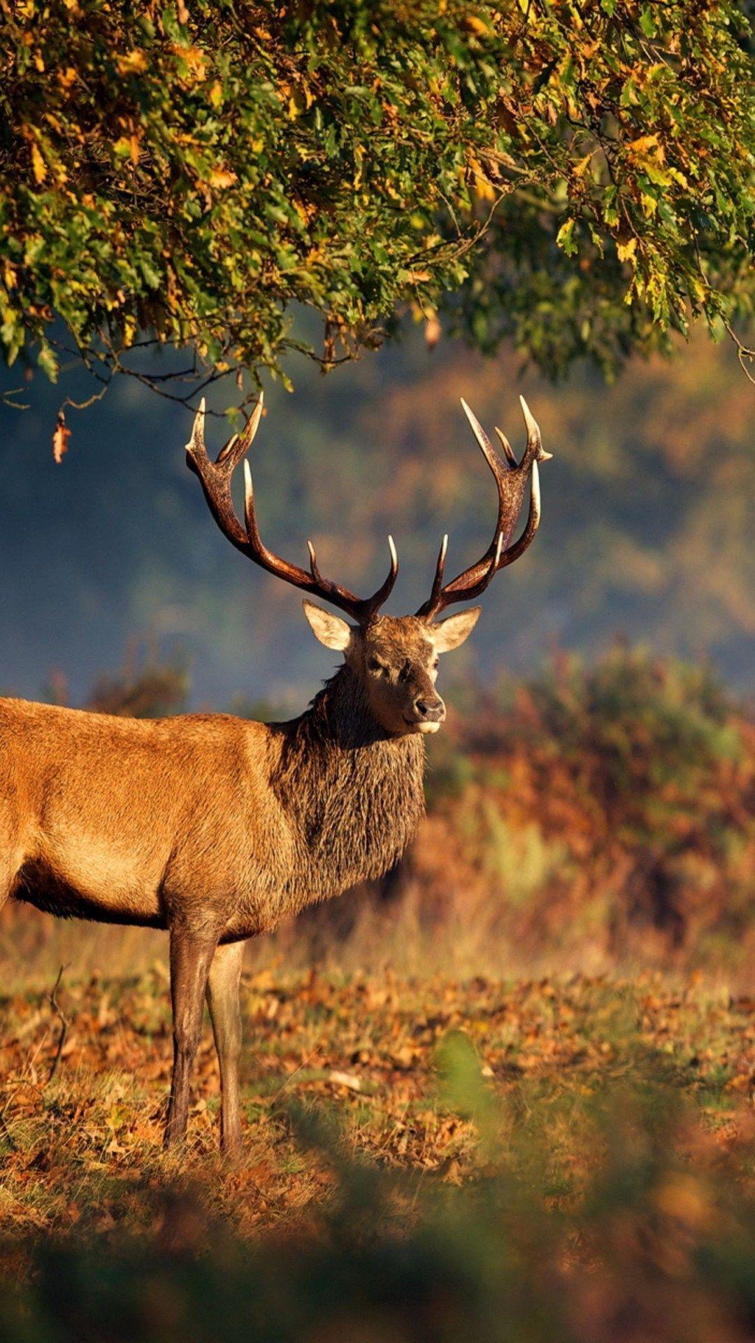 1080x1920 Deer. IPhone Wallpaperiphone Wallpaper.pics