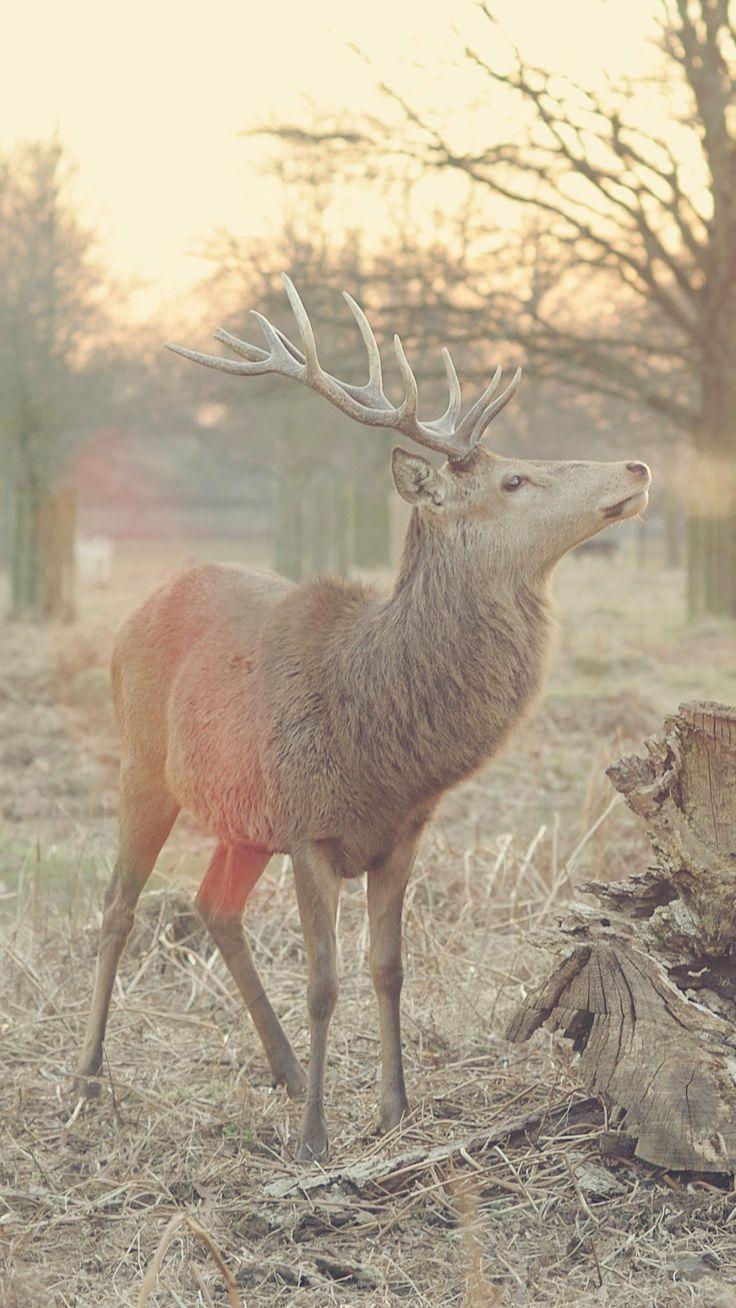 736x1308 Nature iPhone Wallpaper Collection .