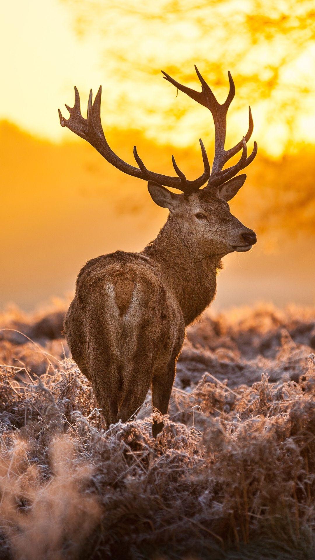 1080x1920 iPhone Red Deer