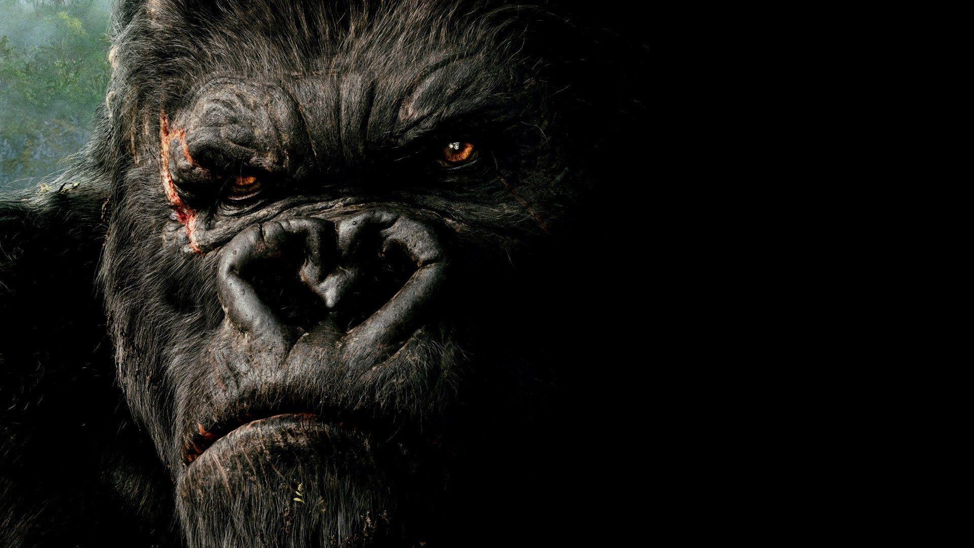 1920x1080 Gorilla Gold Wallpaper .