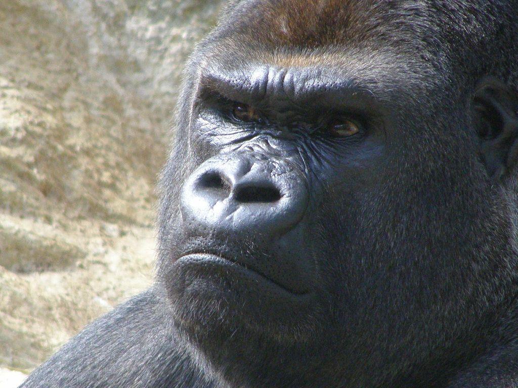 1024x768 Gorilla