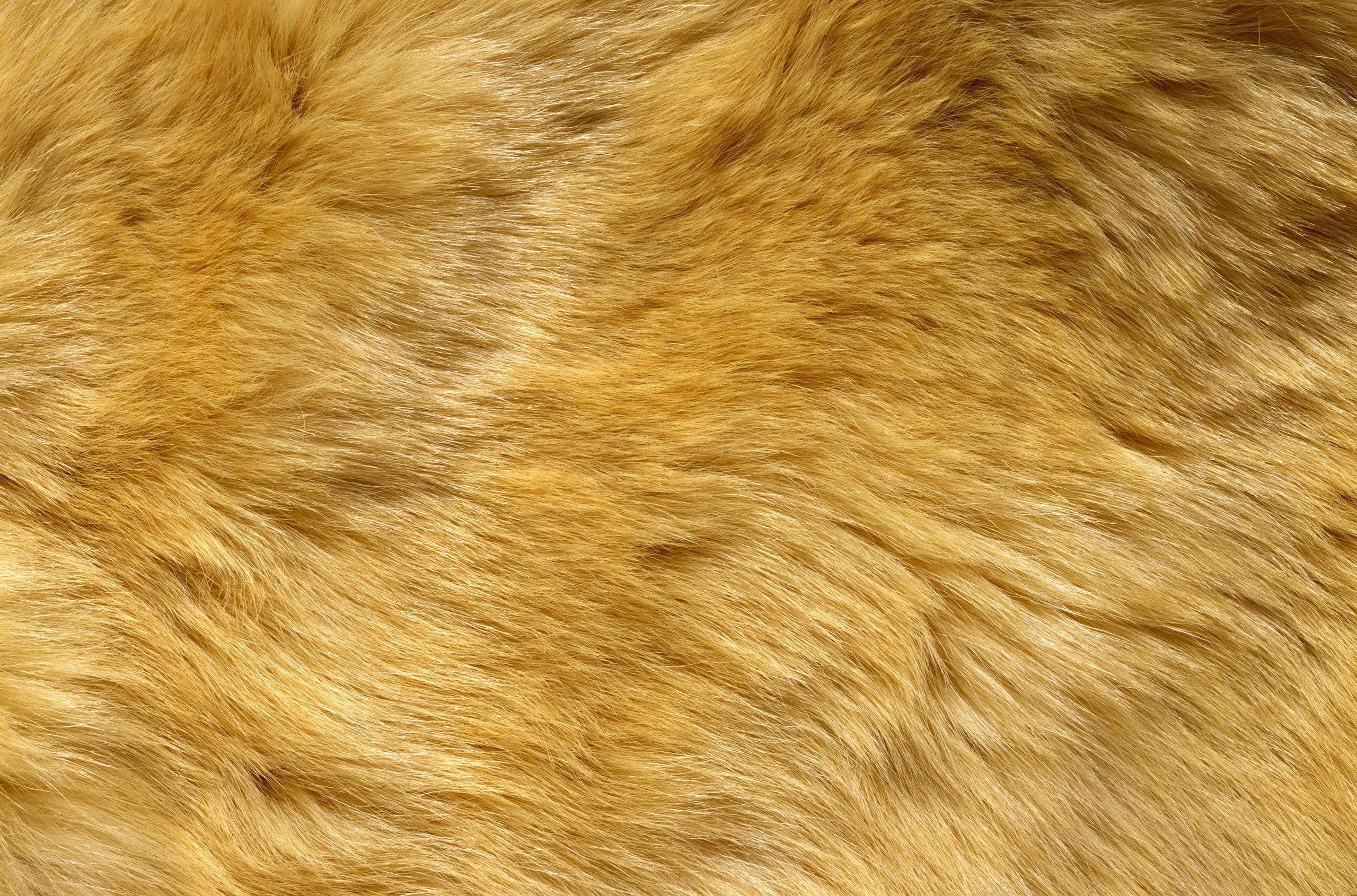 2560x1690 Animal Fur Wallpaperwallpaper.dog