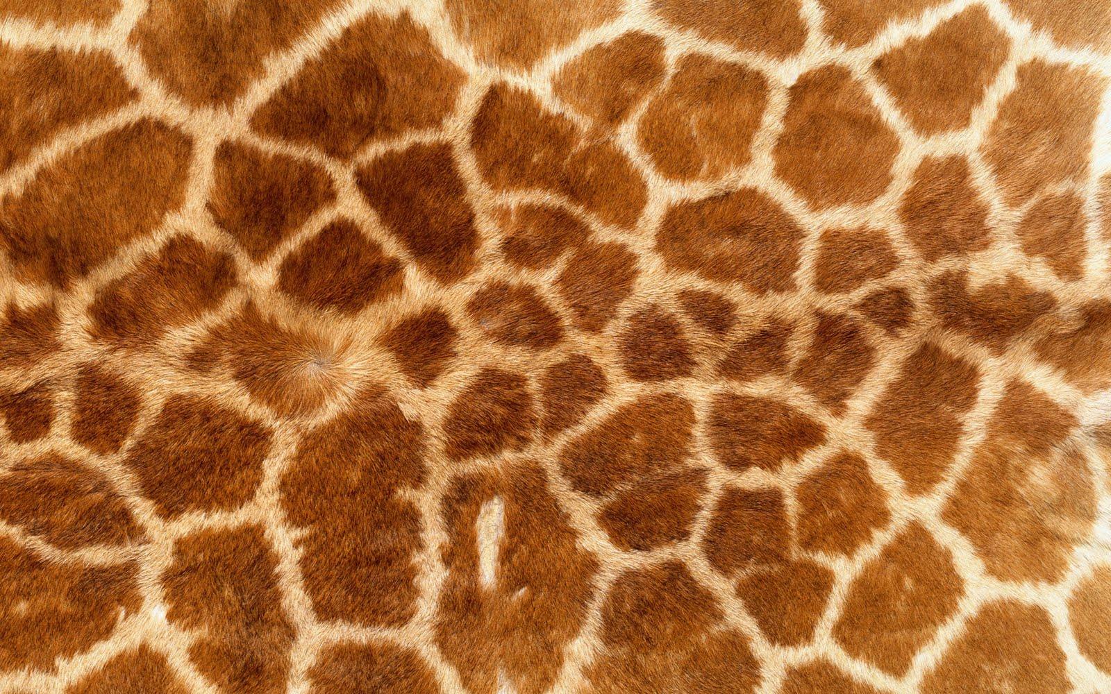 1600x1000 Animal Hide Wallpaper .