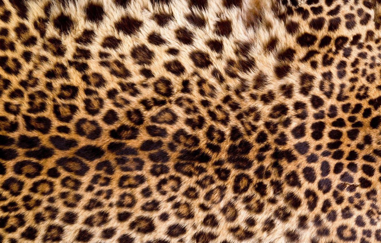 1332x850 Wallpaper skin, fur, leopard, texture .