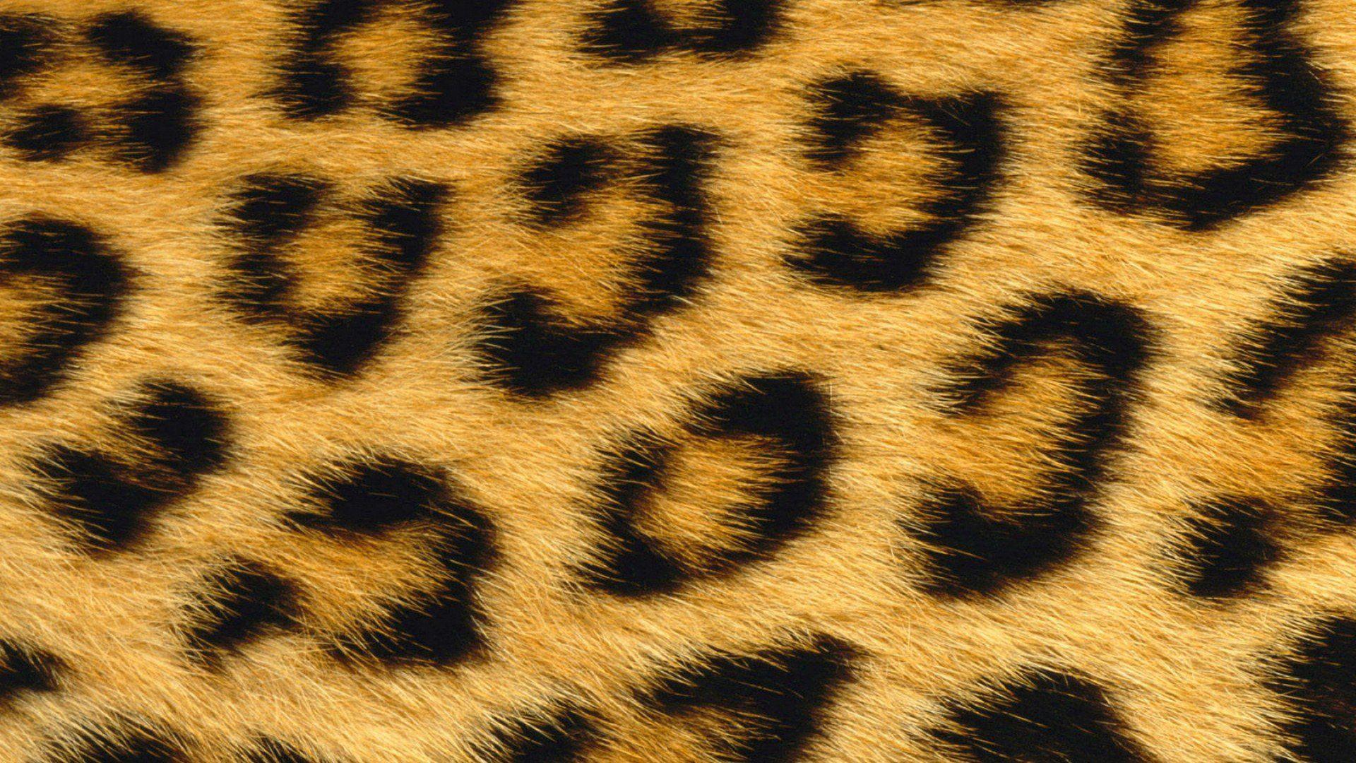 1920x1080 Leopard Print Wallpaper HD .