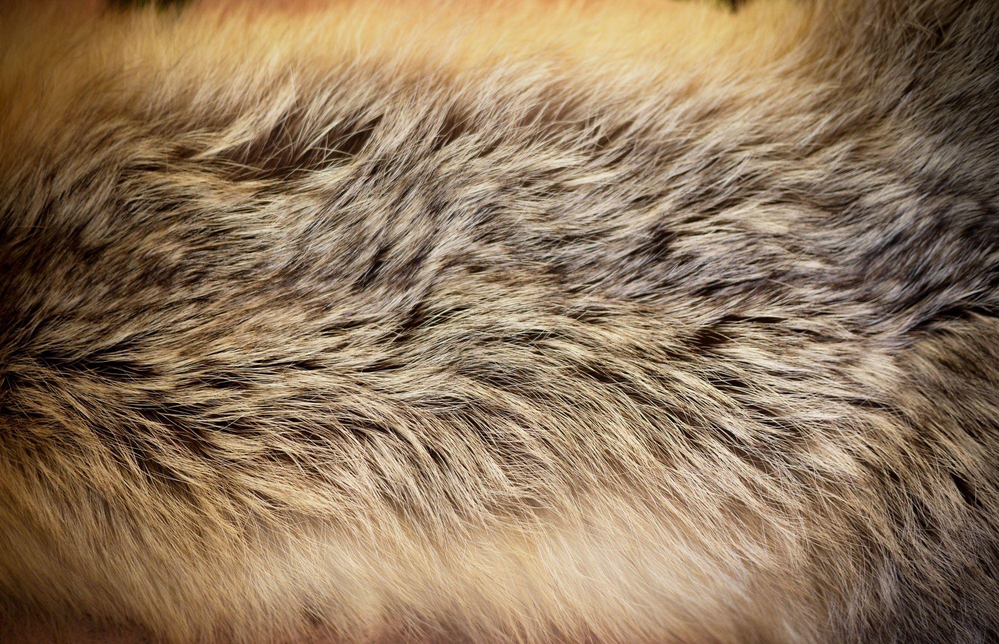 2000x1290 Fur Wallpaper .