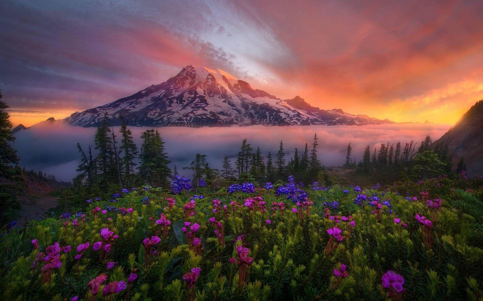 1920x1200 Flowers Mountains, HD Nature, 4k Wallpaper, Image, Background, Photo and Picture
