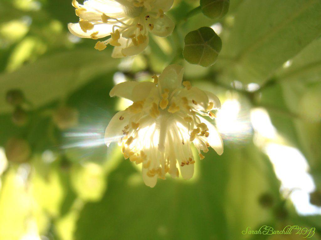 1024x768 Linden tree blossom