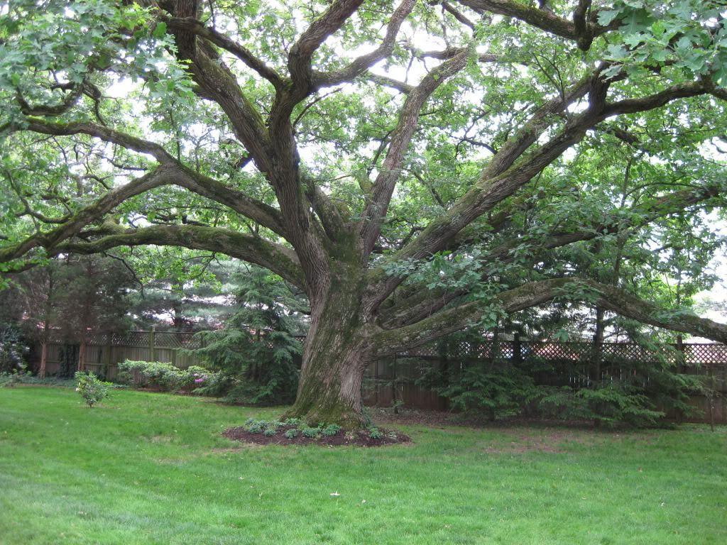 1024x768 Medicinal Trees: Linden