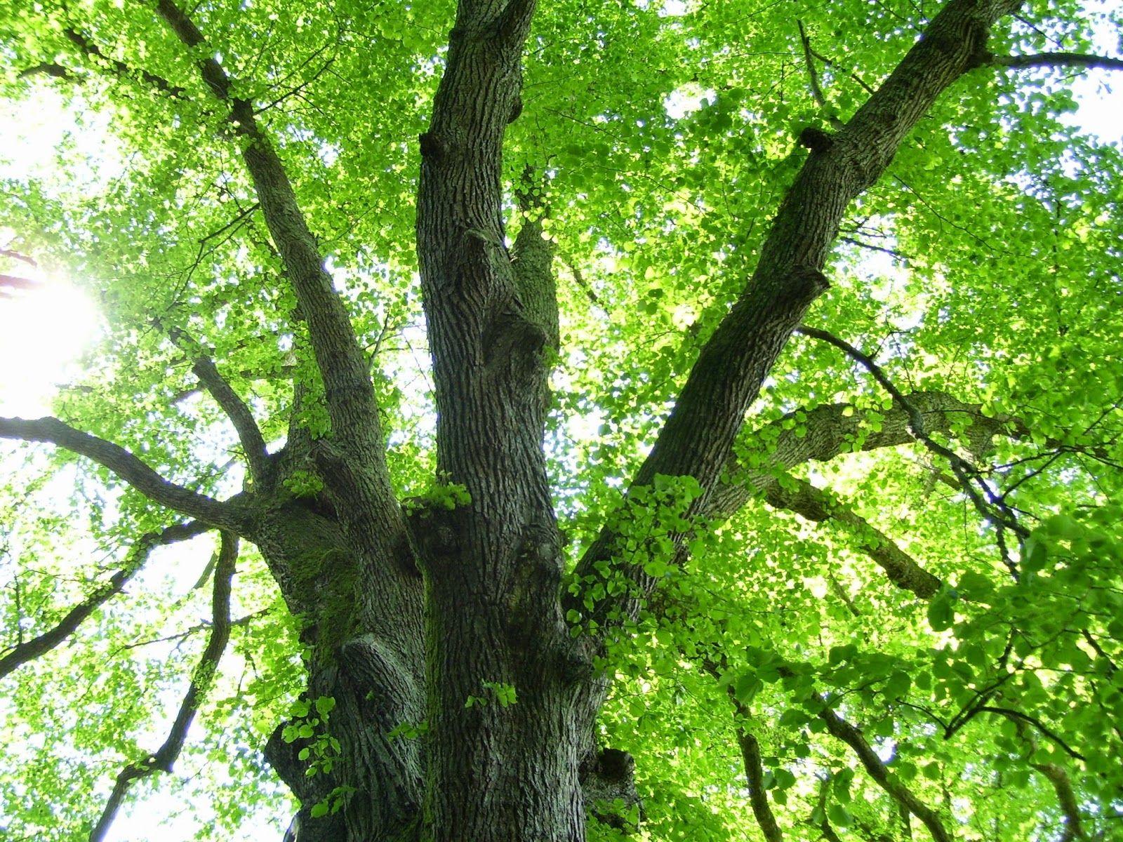 1600x1200 Benefits Of Linden Tree For Health. Tips Curing Disease