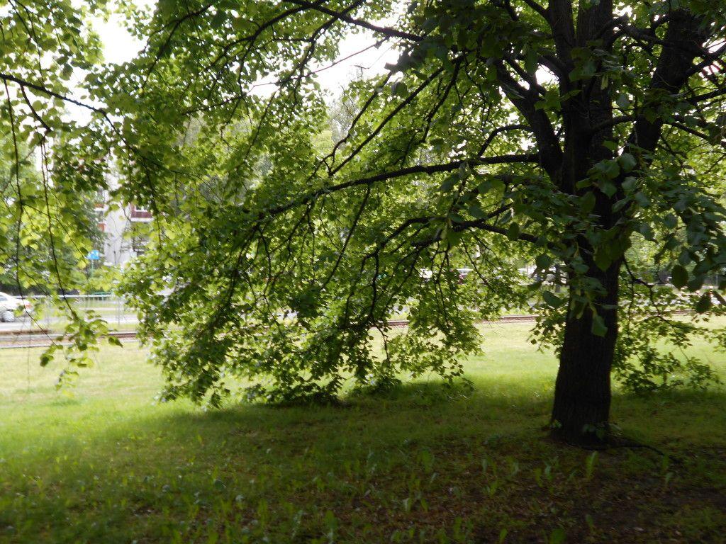 1024x768 Linden Trees
