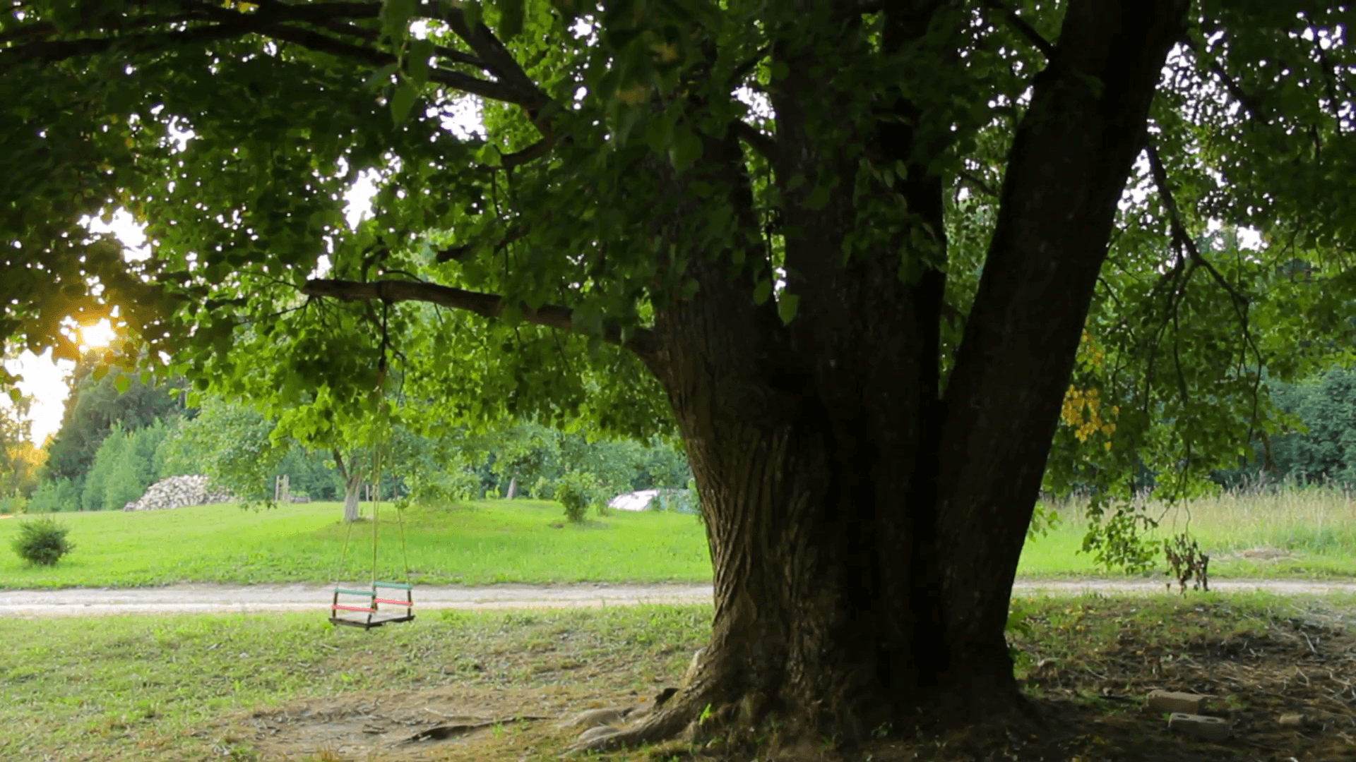 Linden Tree Wallpapers - Top Free Linden Tree Backgrounds - WallpaperAccess