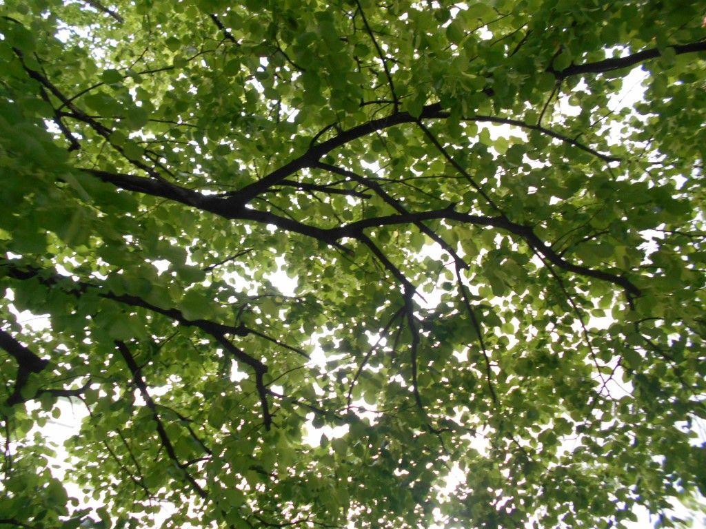 1024x768 Linden Trees