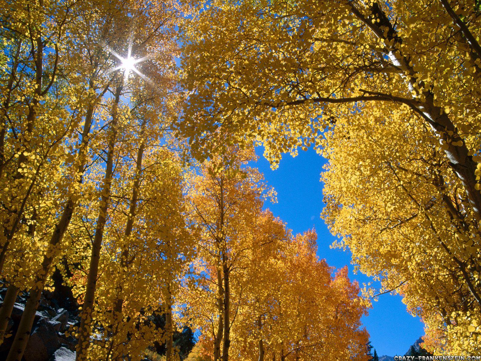 1600x1200 The Magic of Trees. The Shift Has Hit