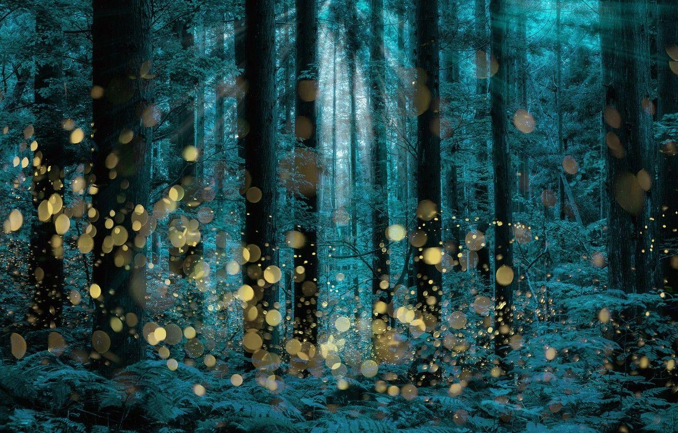 Firefly Forest Wallpapers Top Free Firefly Forest Backgrounds