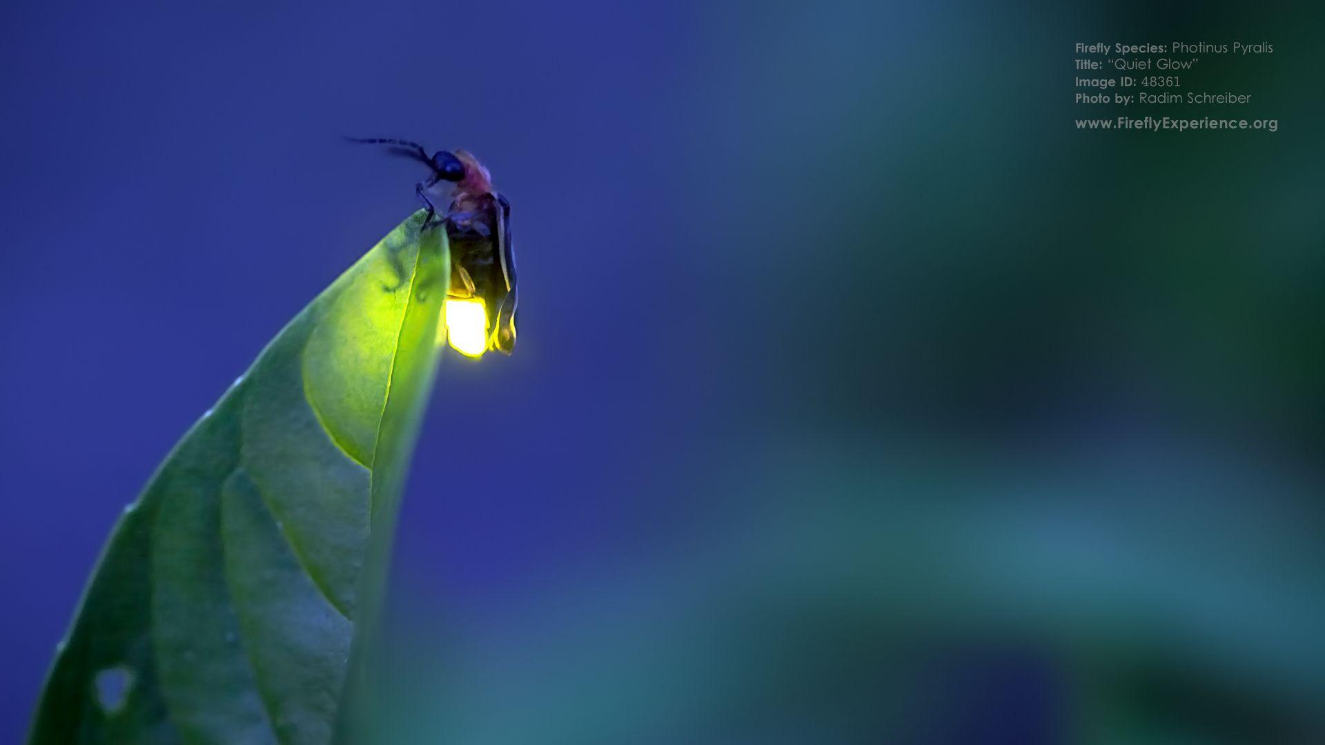 1920x1080 Fireflies Wallpaper HD