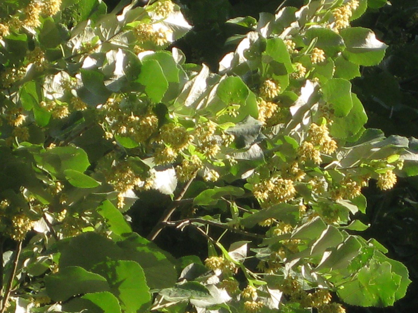 1600x1200 The Fragrant Linden Tree (Tilia). A Garden for the House. plants