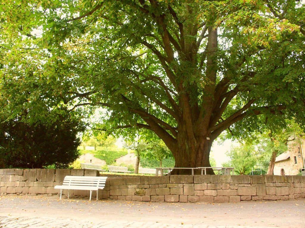 Linden Tree Wallpapers - Top Free Linden Tree Backgrounds - WallpaperAccess
