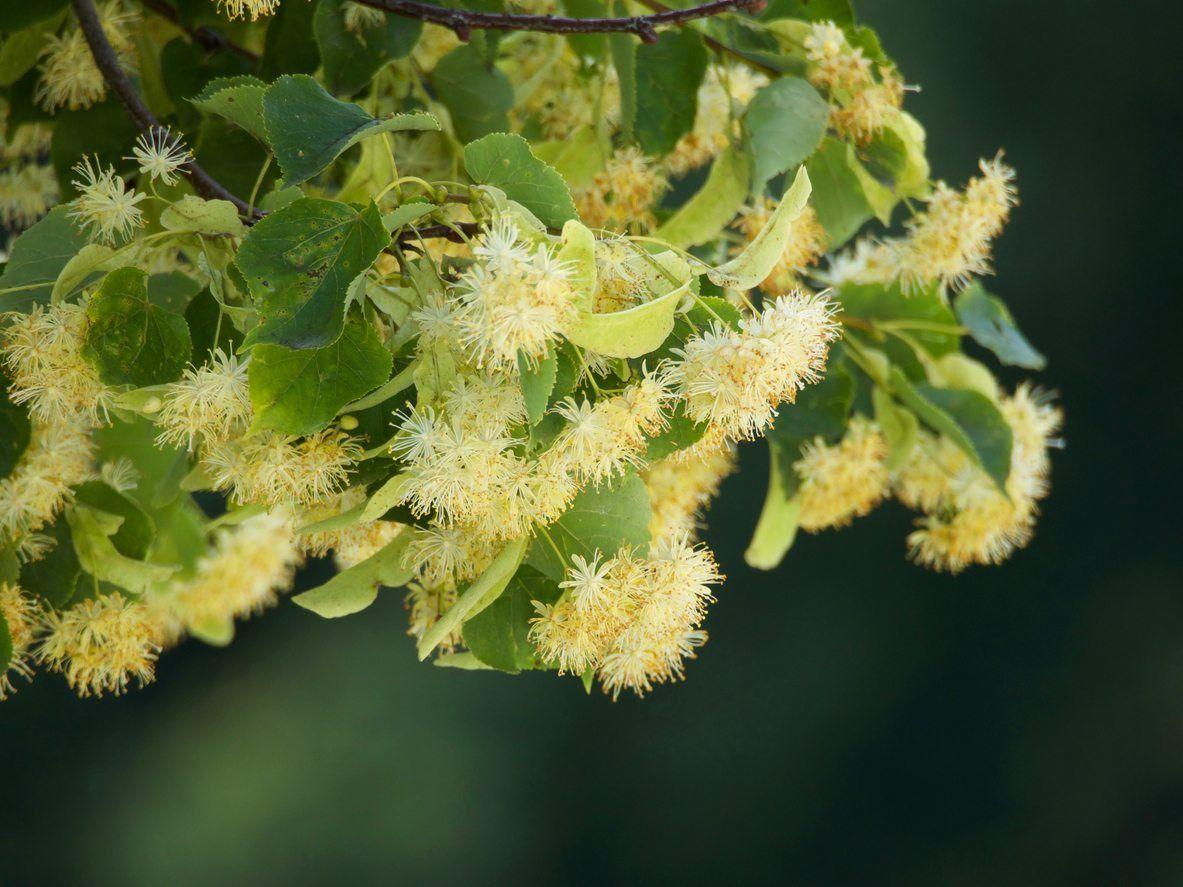 1183x887 Linden Tree Problems: Learn About Common Linden Tree Diseases