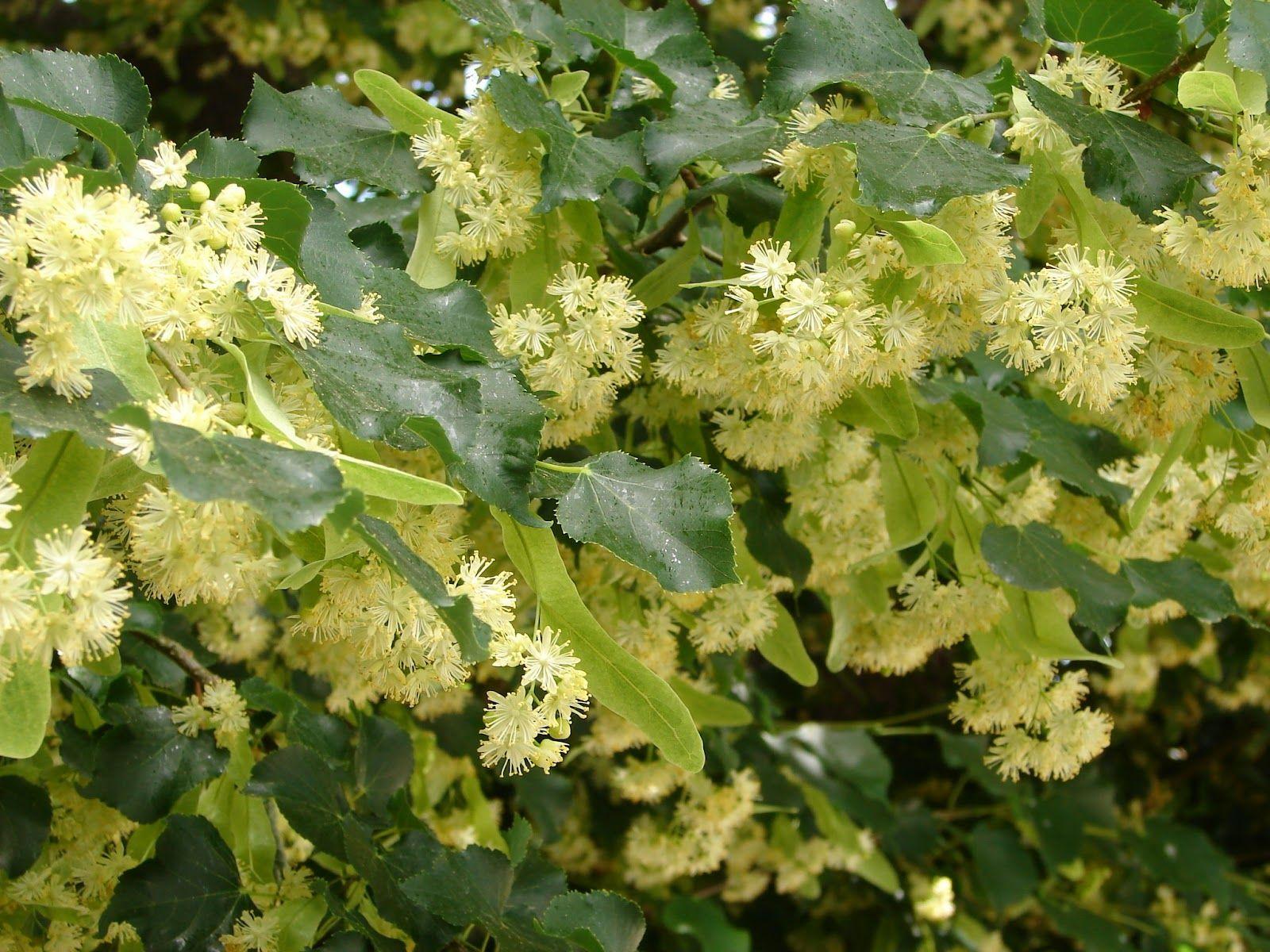 1600x1200 New Utah Gardener: Stop And Smell The Linden Trees!