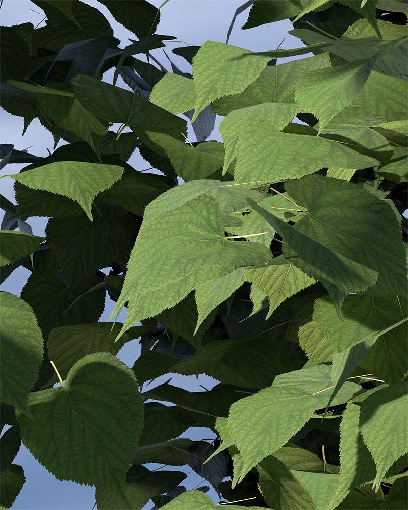 Linden Tree Wallpapers - Top Free Linden Tree Backgrounds - WallpaperAccess