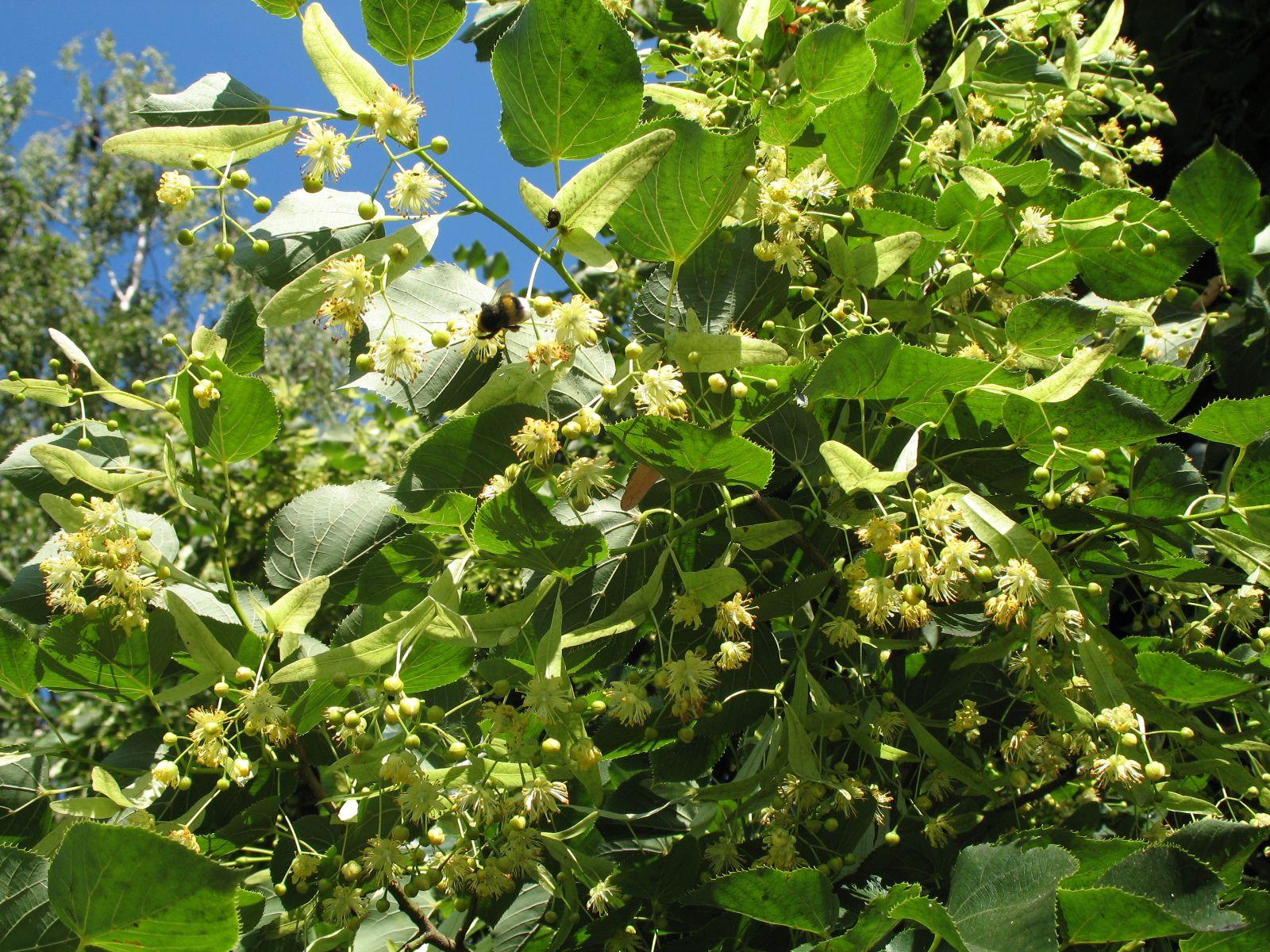 1600x1200 Useful Woodland Medicinal Plants