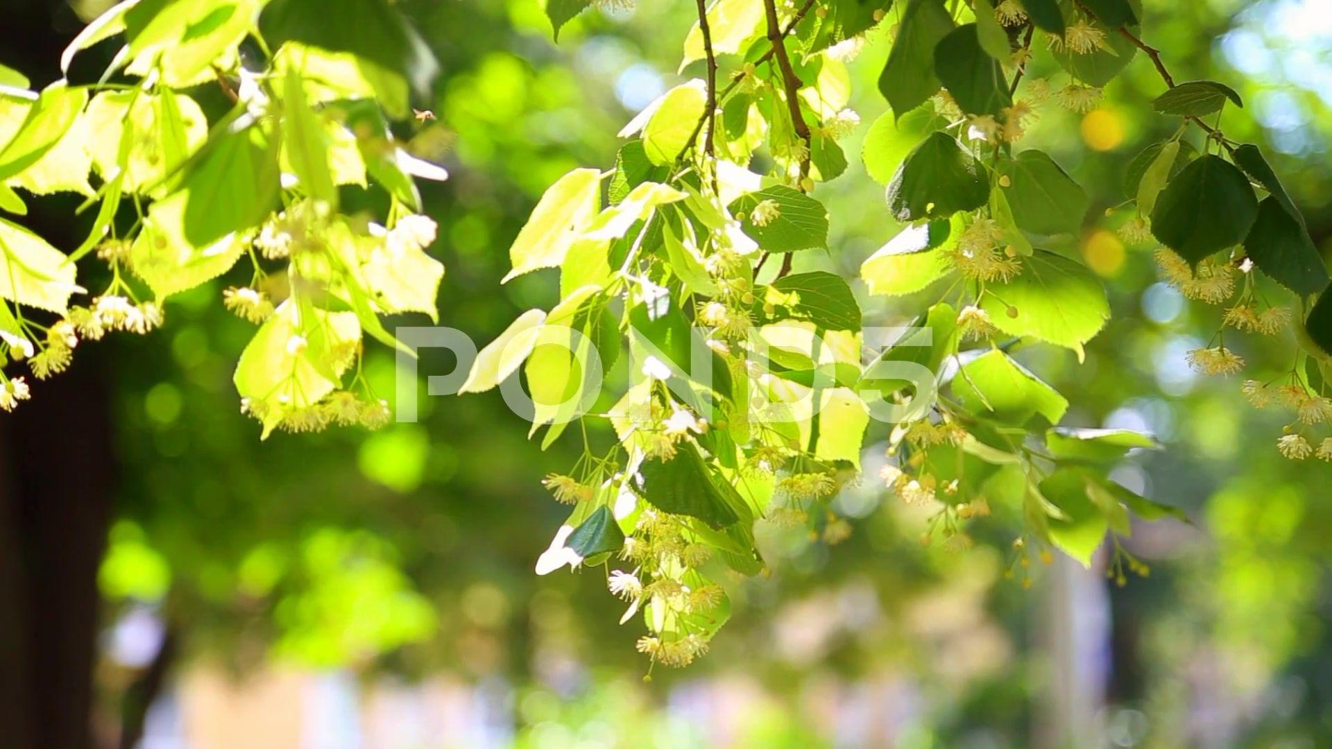 1920x1080 Beautiful sunlight through green leaves and flowers of linden tree