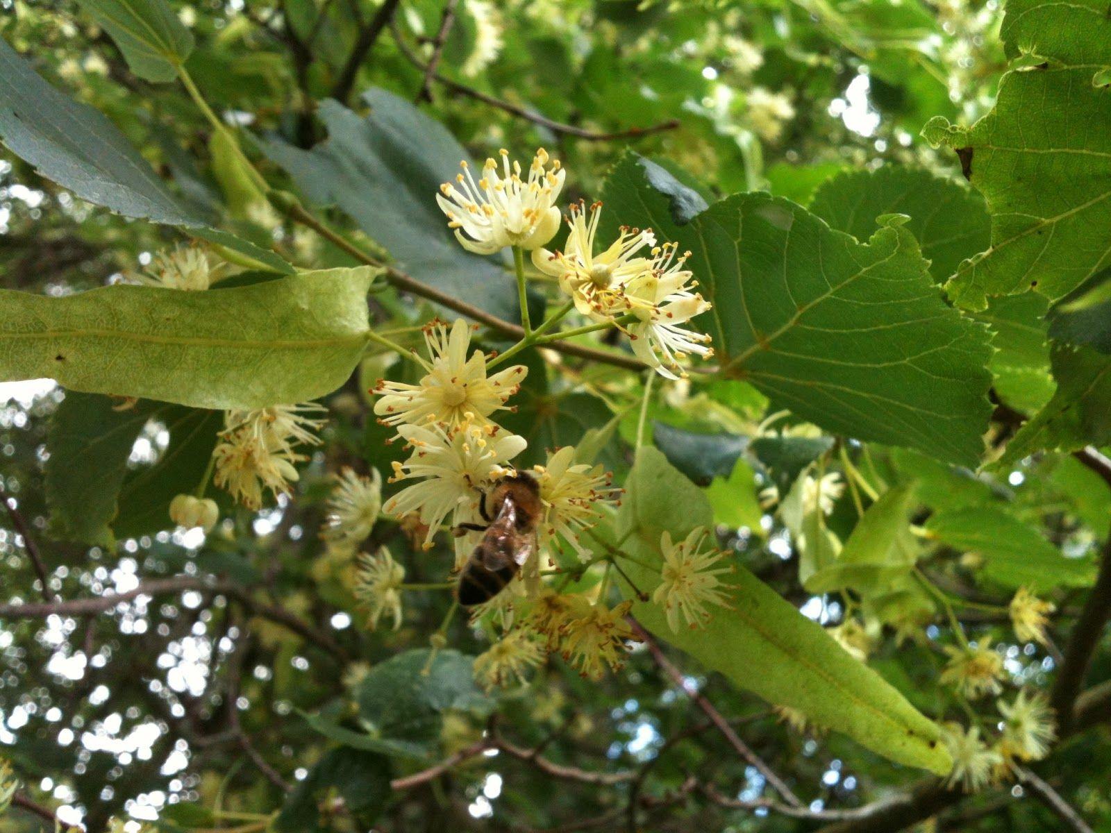 1600x1200 Che Guebee Apiary: Bees On Small Leaved Linden Tree And Elm Leaved