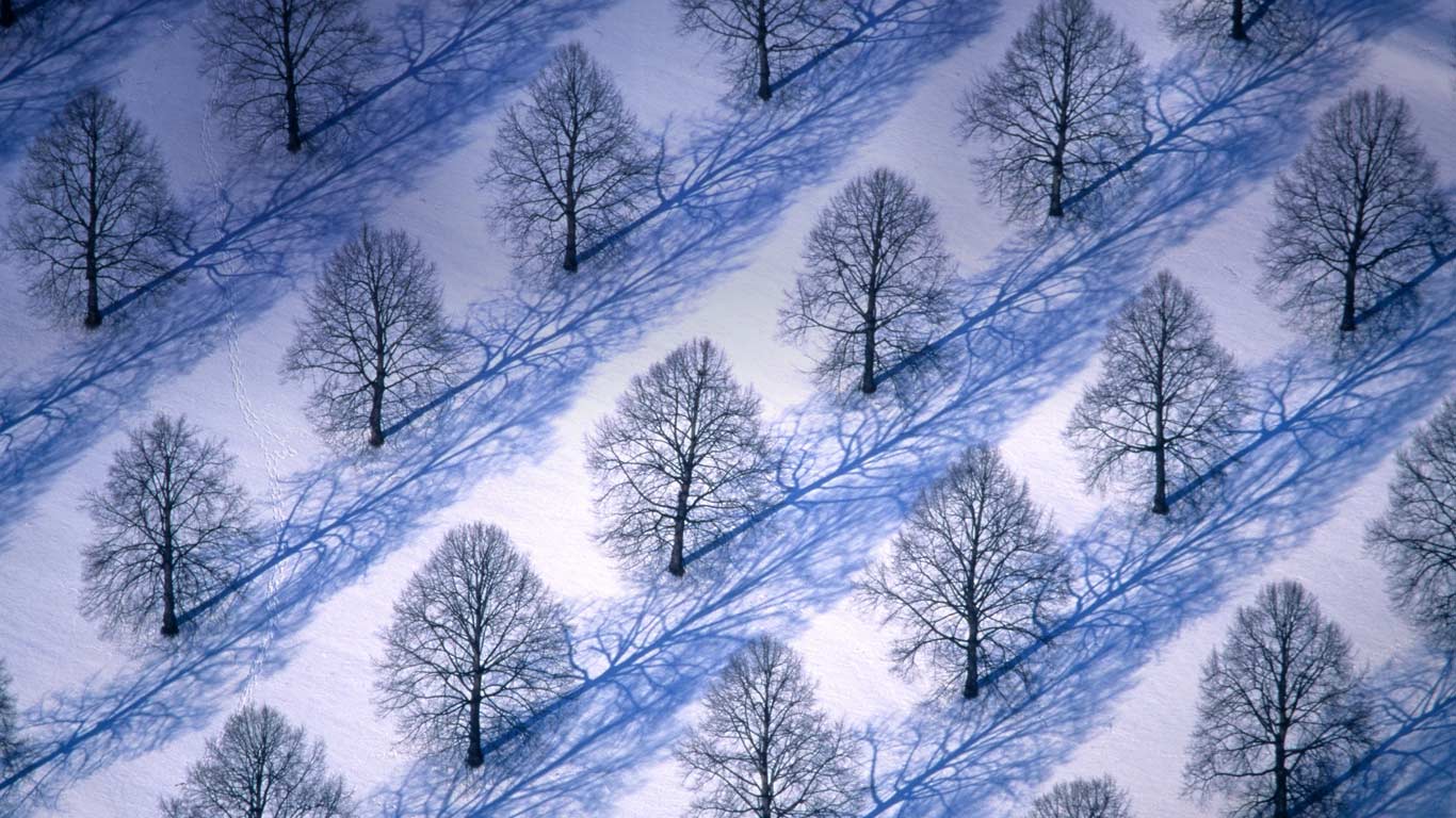 1366x768 Linden trees in Munich, Germany wallpaper