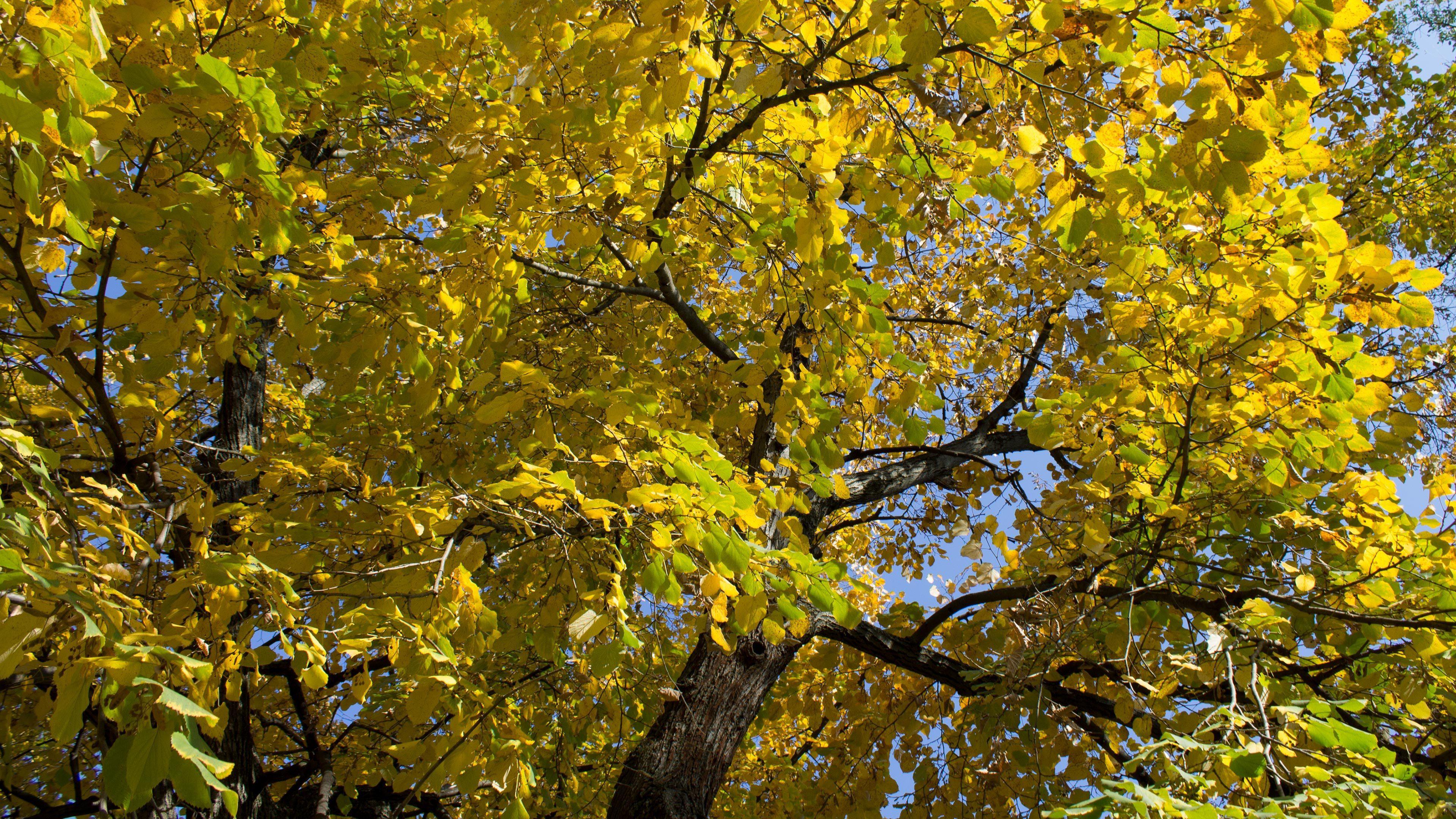 Linden Tree Wallpapers - Top Free Linden Tree Backgrounds - WallpaperAccess