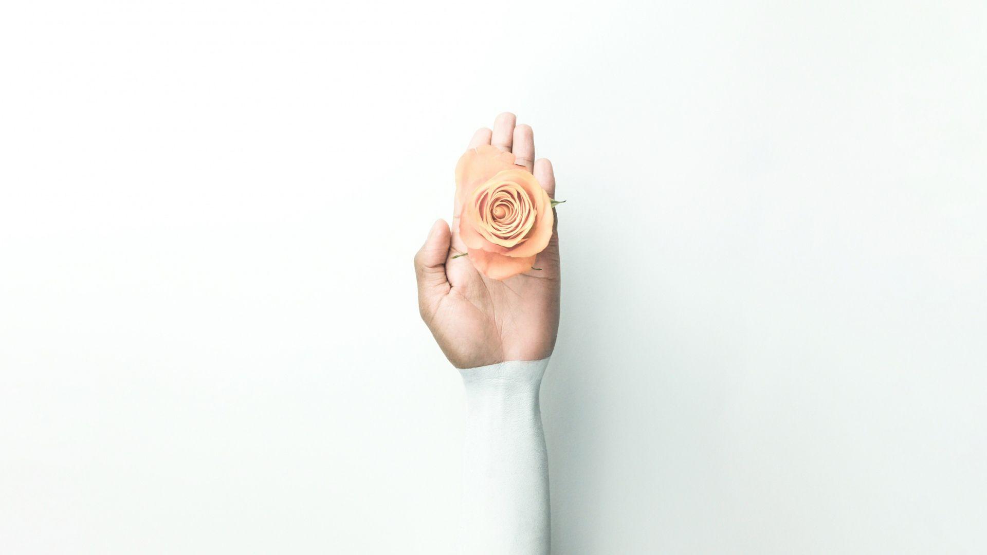 1920x1080 Hand Beautiful Rose Free Download Image .