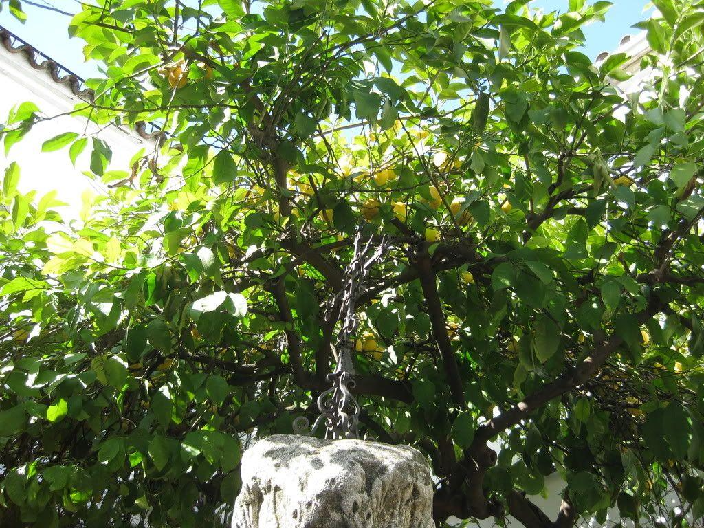 1024x768 Lime Tree Picture, Image, Photo & Facts on Lime Trees