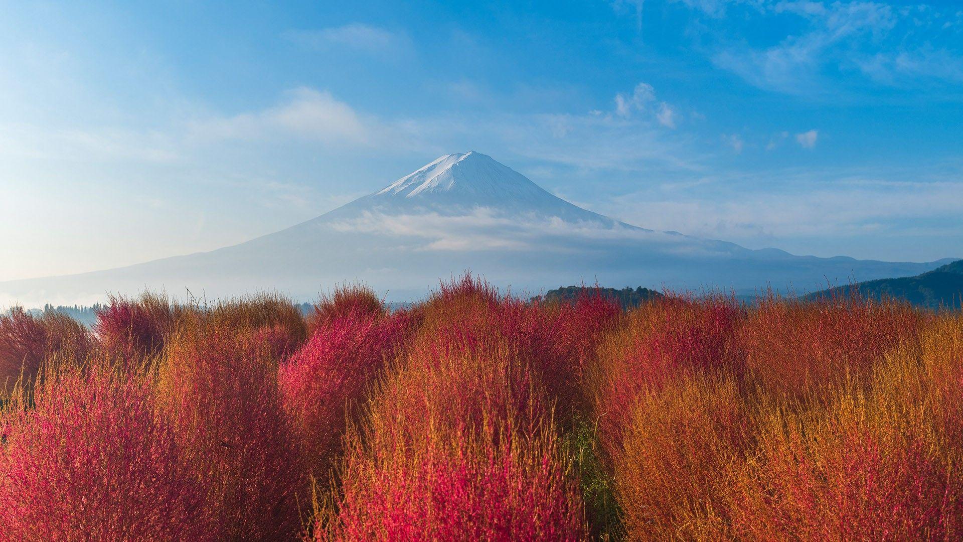 1920x1080 Mount Fuji with kokia bushes in autumn .