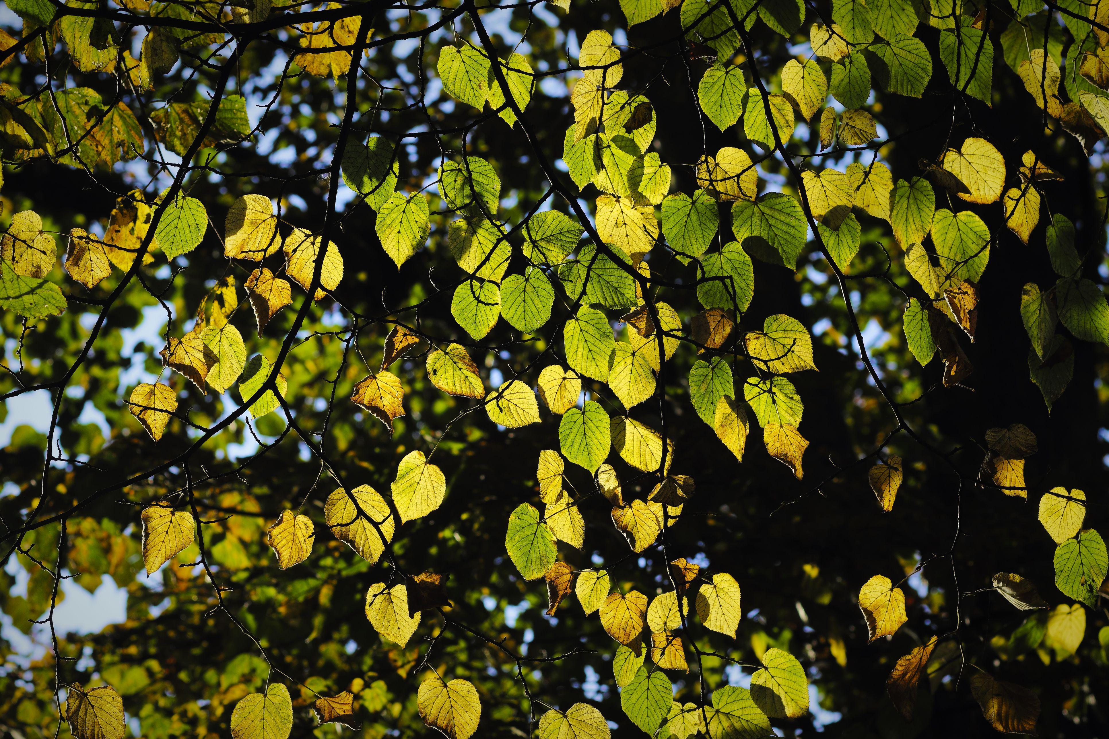 3865x2576 Species of Linden Trees (Tilia Genus)
